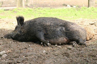 Wildschwein Wildschwein
