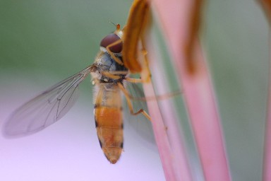 Makro1