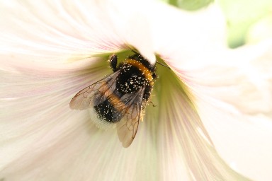 Makro2