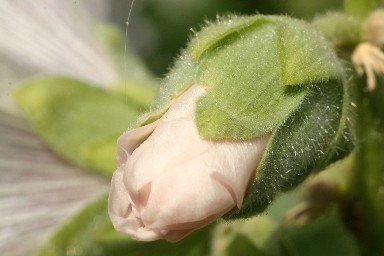 Makro4