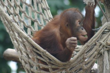 Orang Utan