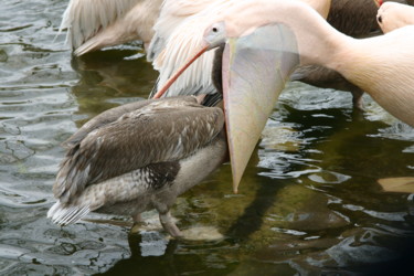 Pelikane