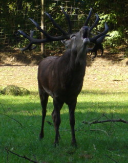 Hirsch